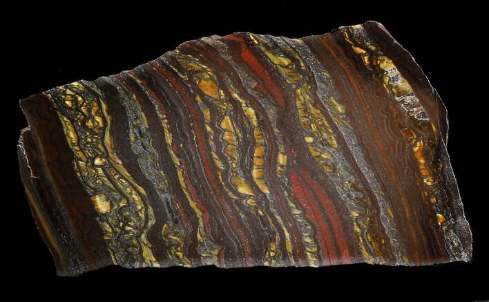 Polished Tiger Iron Stromatolite - ( Billion Years) #46628